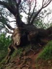 Pali Lookout Tree